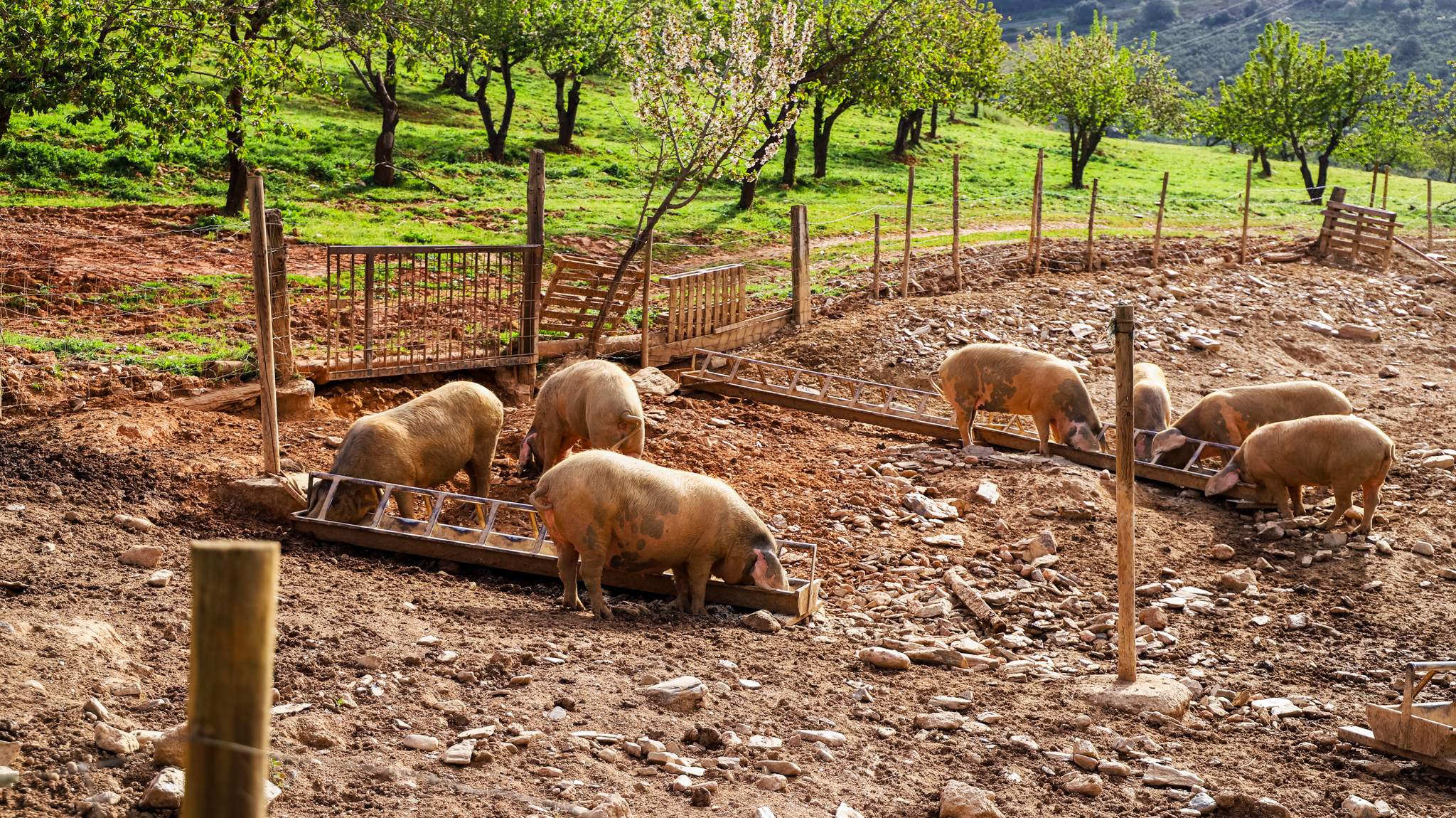 Porcos Bísaros no campo
