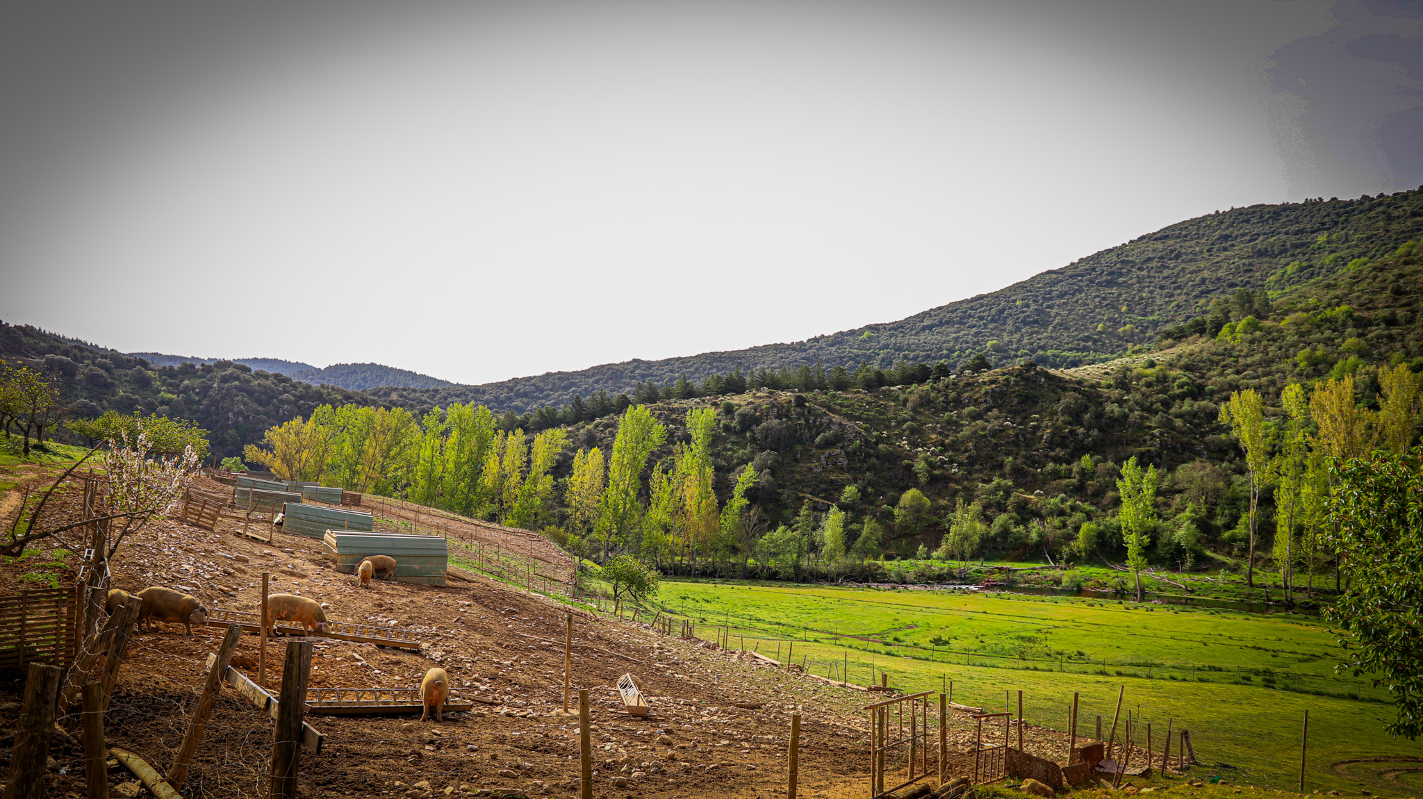 Paisagem rural com porcos